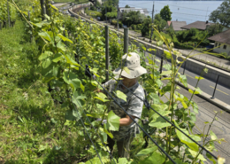Winzerin Elena Mürset bei der Arbeit im Rebberg in Twann am Bielersee auf der Domaine Mürset.