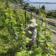 Winzerin Elena Mürset bei der Arbeit im Rebberg in Twann am Bielersee auf der Domaine Mürset.