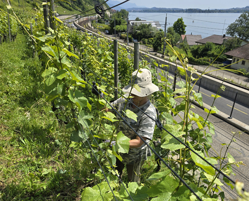 Winzerin Elena Mürset bei der Arbeit im Rebberg in Twann am Bielersee auf der Domaine Mürset.